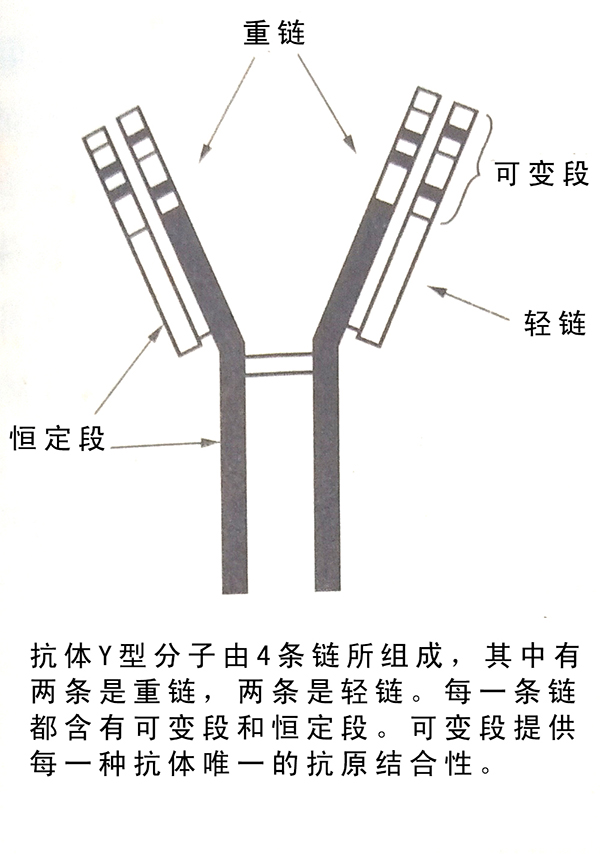 抗体Y型结构